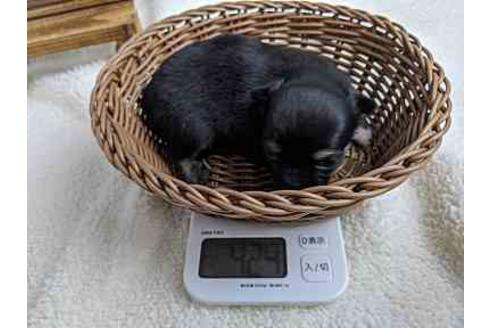 成約済の静岡県のチワワ(ロングコート)-87631の8枚目